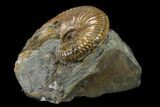 Fossil Hoploscaphites Ammonite - South Dakota #131221-2